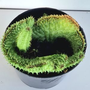 Huernia Cristata