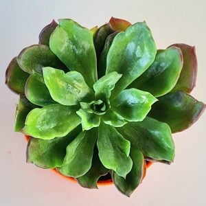 Suculenta Echeveria Monstruosa 002