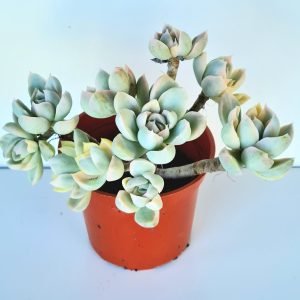 Suculenta Echeveria Fantome Variegata (branca)