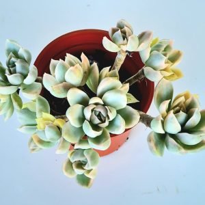 Suculenta Echeveria Fantome Variegata (branca)