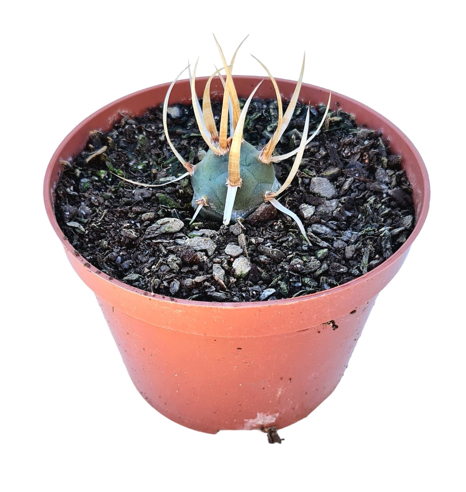 Tephrocactus Articulatus V Papyracanthus Verde Amor Jardinagem