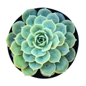 Suculenta Echeveria Onslow