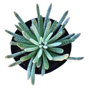 Suculenta Senecio Scaposus