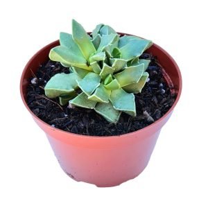 Suculenta Faucaria Bosscheana