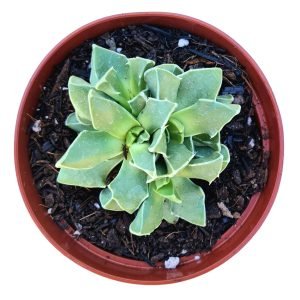 Suculenta Faucaria Bosscheana