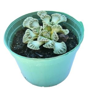 Suculenta Titanopsis Calcarea