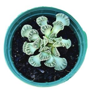 Suculenta Titanopsis Calcarea