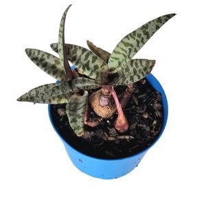 Suculenta Ledebouria Socialis