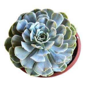 Suculenta Echeveria San Carlos Cuia 17