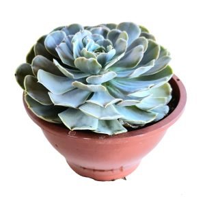 Suculenta Echeveria San Carlos Cuia 17