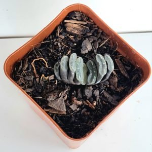 Suculenta Haworthia Truncata