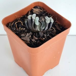 Suculenta Haworthia Truncata