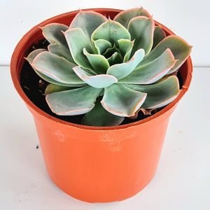 Suculenta Echeveria Domingo