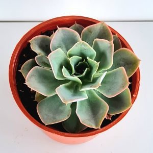 Suculenta Echeveria Domingo