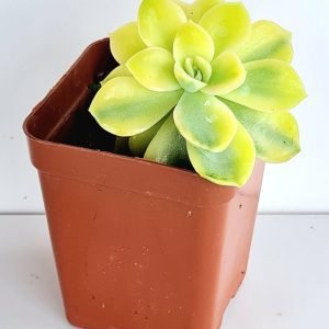 Suculenta Echeveria Fantome Variegata (amarela)