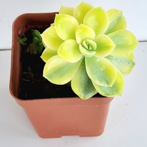 Suculenta Echeveria Fantome Variegata (amarela)