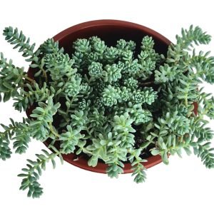 Suculenta Sedum dasyphyllum ( Brinco de Princesa) cuia 13