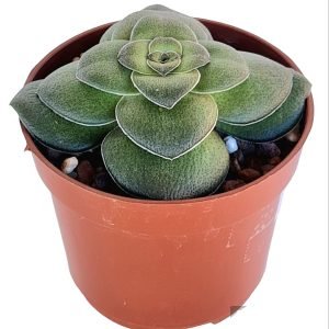 Suculenta Crassula Hemisférica