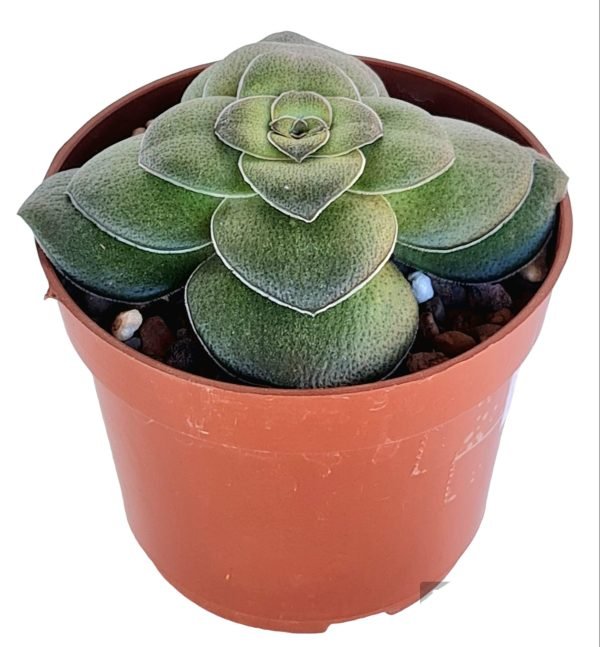 Suculenta Crassula Hemisférica - Image 2