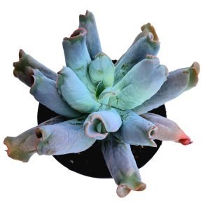 Suculenta Echeveria Gibbiflora Culibra