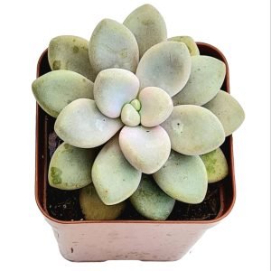 Suculenta Graptoveria Ellen