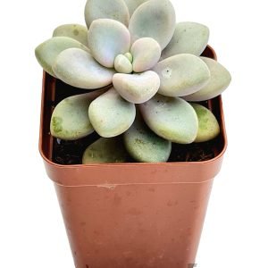 Suculenta Graptoveria Ellen