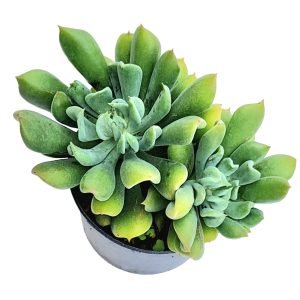 Suculenta Echeveria Dagda