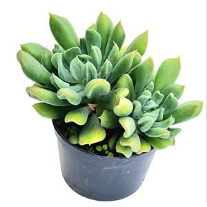 Suculenta Echeveria Dagda