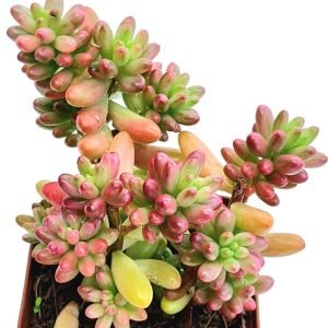 Suculenta Sedum Aurora