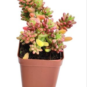 Suculenta Sedum Aurora