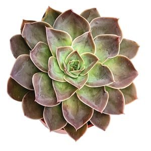 Suculenta Echeveria Rubra