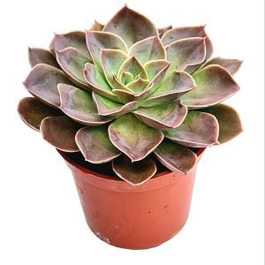 Suculenta Echeveria Rubra