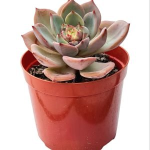 Suculenta Echeveria Salmon