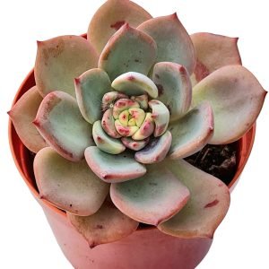 Suculenta Echeveria Salmon