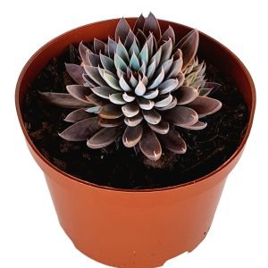 Suculenta Graptoveria Rusby