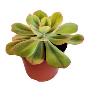 Suculenta Echeveria Enfant Variegata