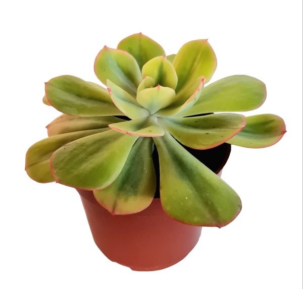 Suculenta Echeveria Enfant Variegata - Image 2