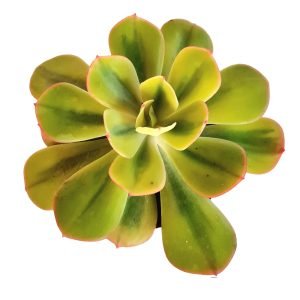 Suculenta Echeveria Enfant Variegata