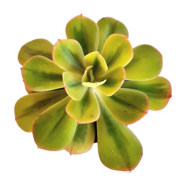 Suculenta Echeveria Enfant Variegata