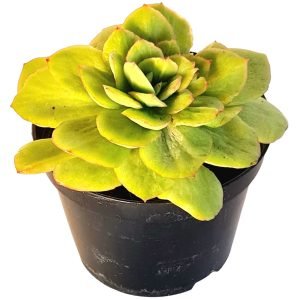 Suculenta Echeveria Monstruosa 001