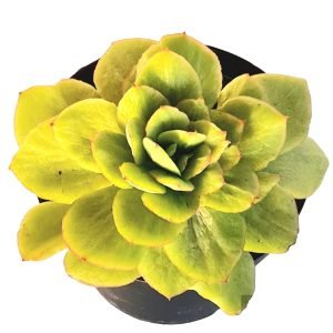 Suculenta Echeveria Monstruosa 001