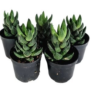 Kit 5 Suculentas Haworthia Reinwardtii pote 6