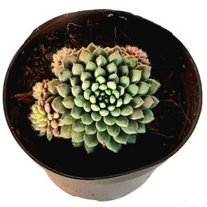 Suculenta Echeveria Rundelli