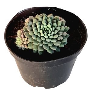 Suculenta Echeveria Rundelli
