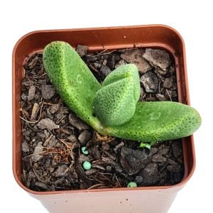 Pleiospilos Nelii