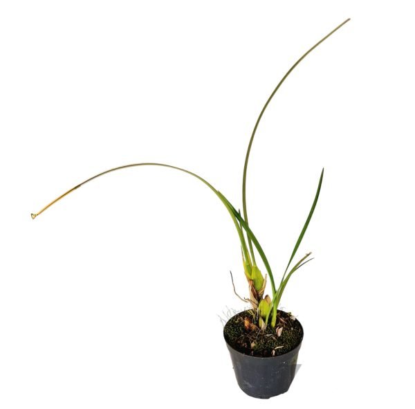 Orquídea Maxillaria Teniufolia (Orquídea de Côco) - Image 3