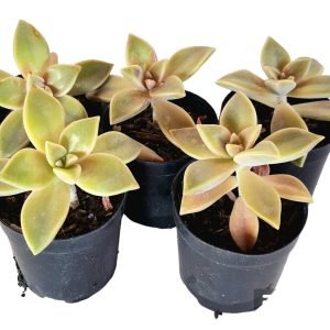 kit 5 Suculentas Graptopetalum Paraguayense pote 6