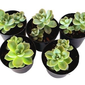 Kit 5 Suculentas Echeveria Fantome pote 6