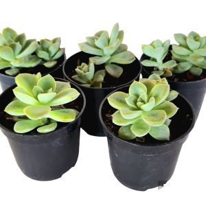 Kit 5 Suculentas Echeveria Fantome pote 6