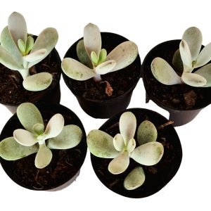 Kit 5 suculentas Cotyledon Orbiculata vr. Oophyla pote 6